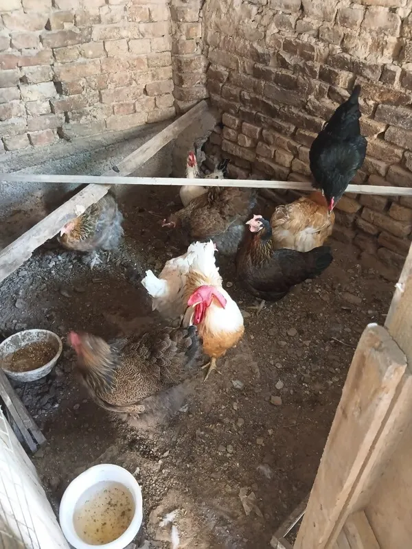 Уй товуклари сотилади. 2 Уй товуклари сотилади. 2