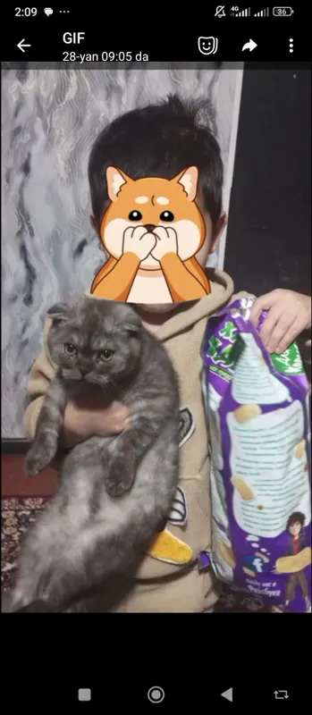 uy xayvoni sptiladi