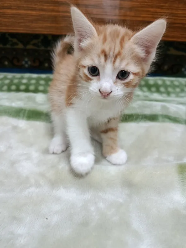 Котята 2 месяца. Домашние. Отдам даром. — фото 4