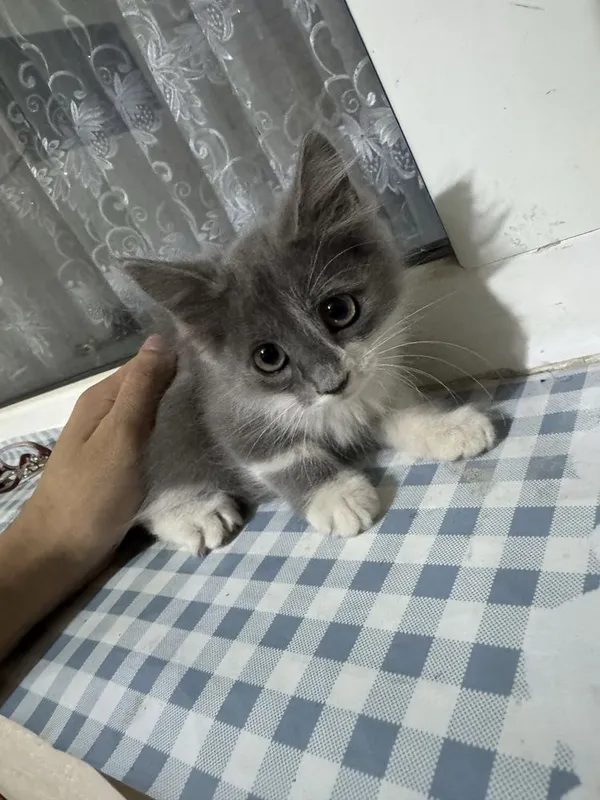 Котята домашниее 1 Котята домашниее 1