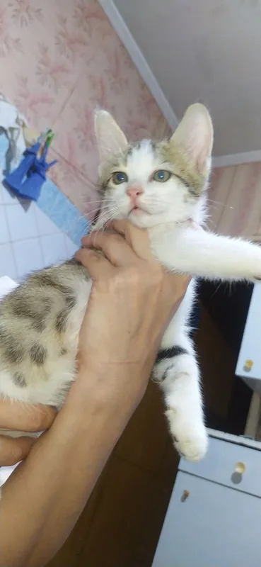 Котята, домашние 8 Котята, домашние 8