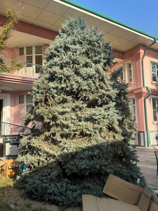 Арча сотилади срочна — фото 1
