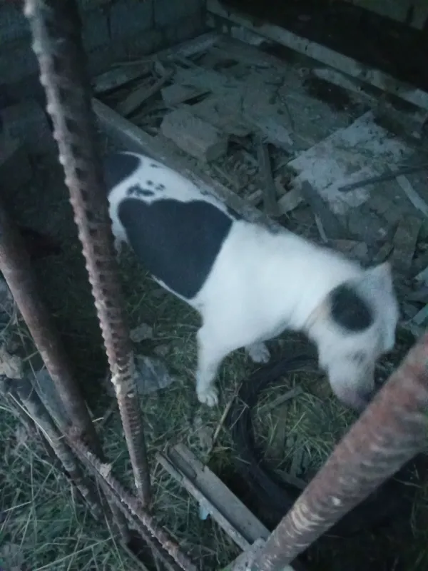 Urgochi pitbul 4 marta tuqan 2 Urgochi pitbul 4 marta tuqan 2