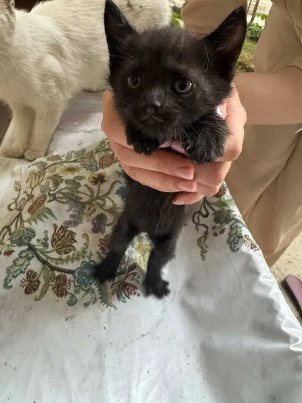 Отдам бесплатно котят в хорошие руки
