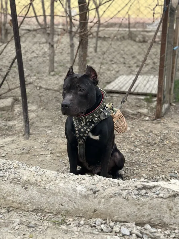 Питбуль Pittbul 2 Питбуль Pittbul 2