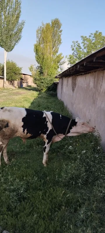 Сментал гибрит бозқча сотилади, 4, 5 ойлик, буқача, бўйи 1,20 — фото 2
