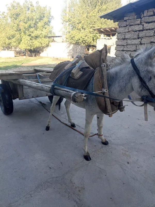 Eshak arava sotiladi Soglom kuchli erkak eshak sotiladi — фото 2