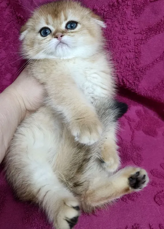 Продаётся чистокровный шотландский котёнок скоттиш-фолд — фото 1