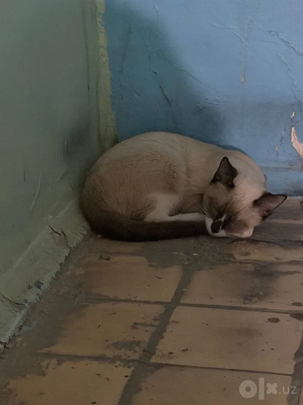 Котик ищет дом срочно 1 Котик ищет дом срочно 1