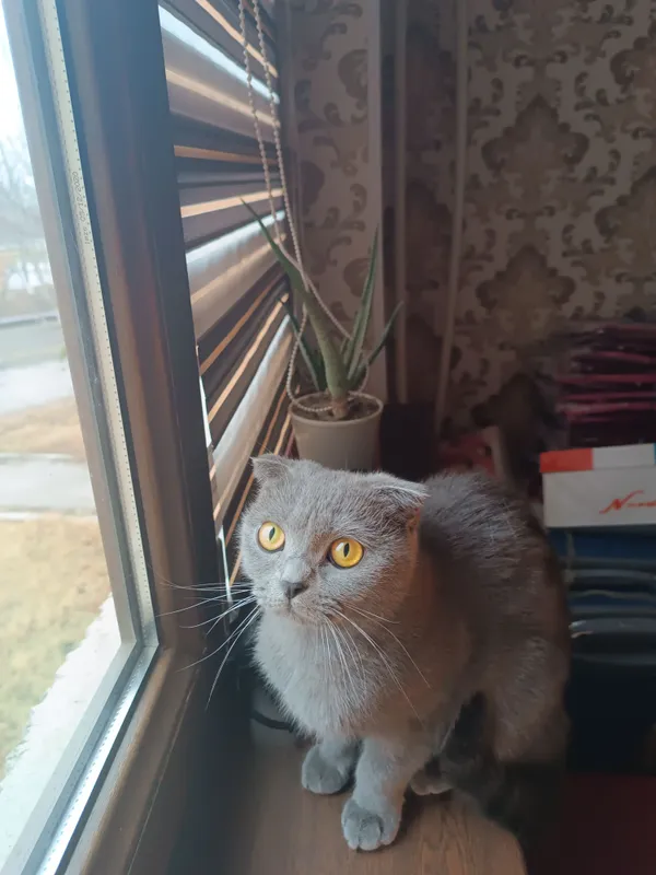 кошка скоттиш фолд — фото 6