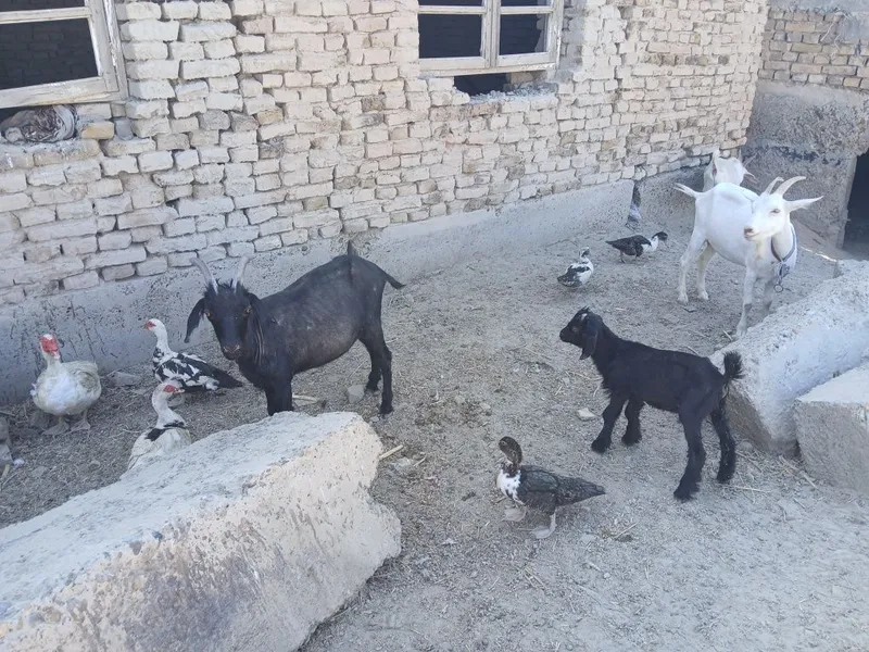 Yosh uloqlar bor 2 Yosh uloqlar bor 2