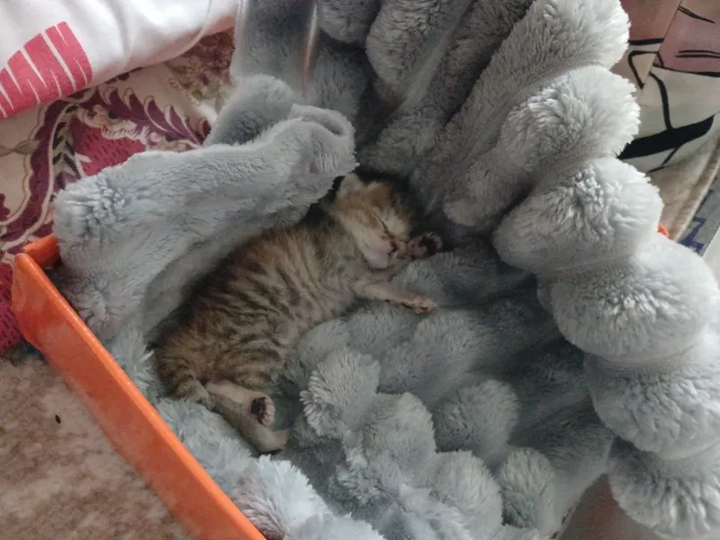 Ищем хозяина:маленький котёнок