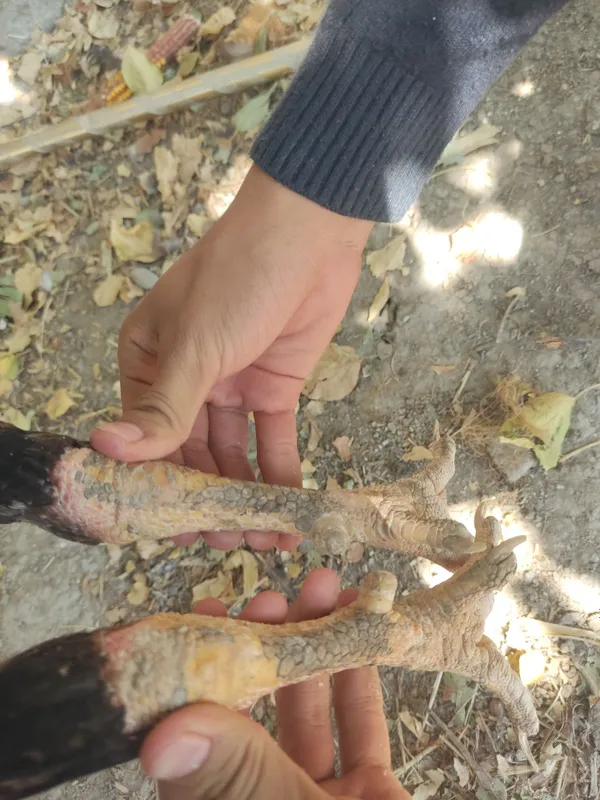 Dakan xoʻroz sotiladi 2 Dakan xoʻroz sotiladi 2