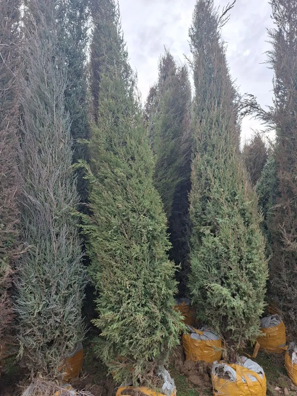 Арчалар ва гуллар — фото 4