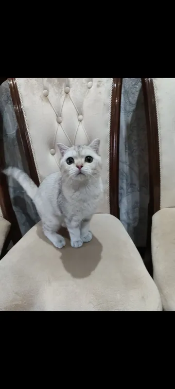 mushuk, кошка 2