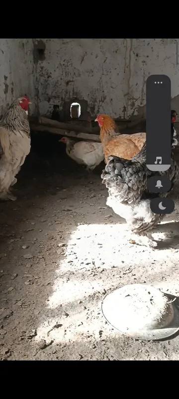 Brama va oddiy tovuqlar sotiladi — фото 1