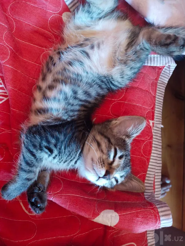 Котенок девочка 2 месяца 1 Котенок девочка 2 месяца 1