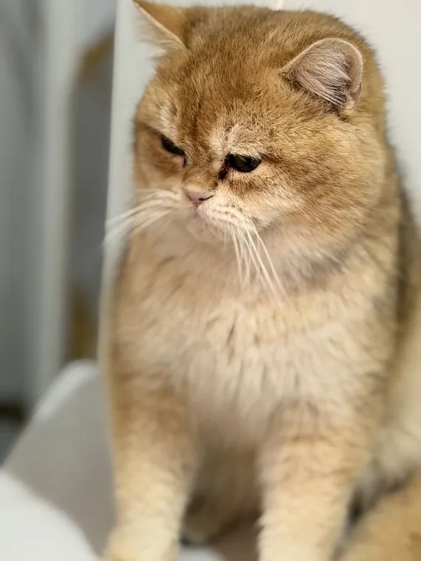Вязка кошек Мушук. Чатиштириш