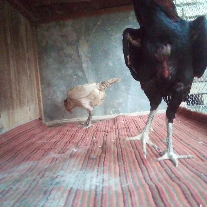 Ganoy dagan zot toza narsala qiziqanla tuhumlari bor — фото 3