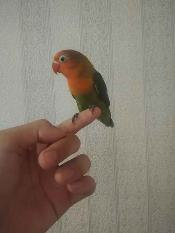 Nerazrushka ruchnoyro 1 Nerazrushka ruchnoyro 1