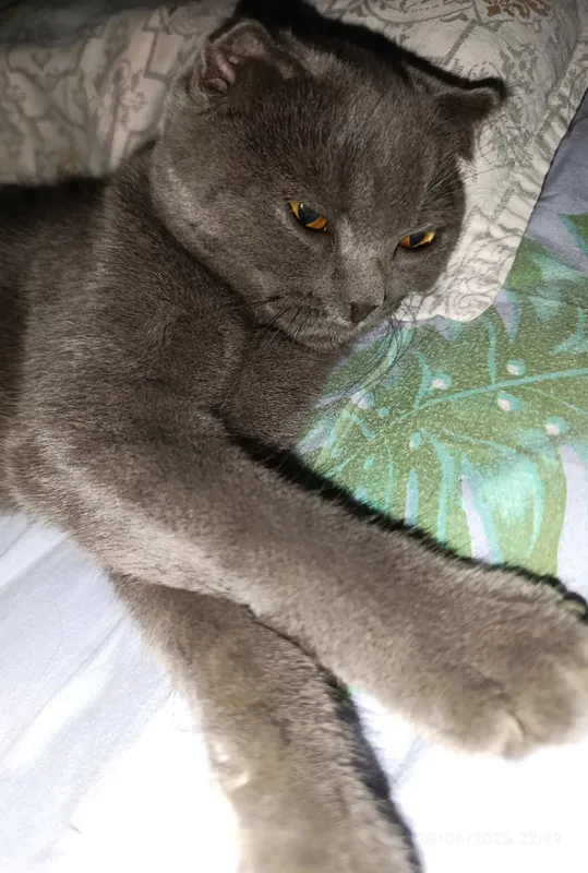 Британский скотиш — фото 1