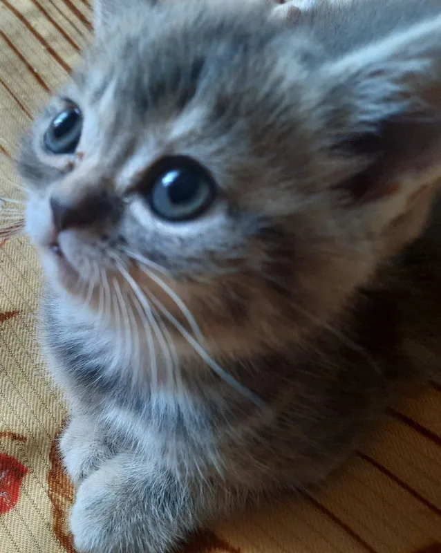 Котята Скоттиш-страйт — фото 2