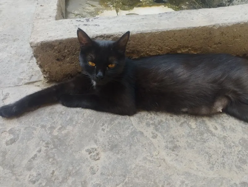 Uy mushugi beriladi 1