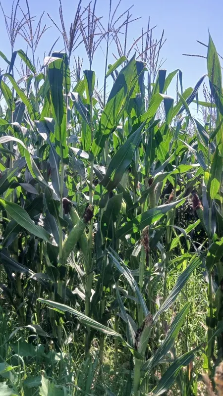 Silos sotiladi, narxini kelishamiz 3