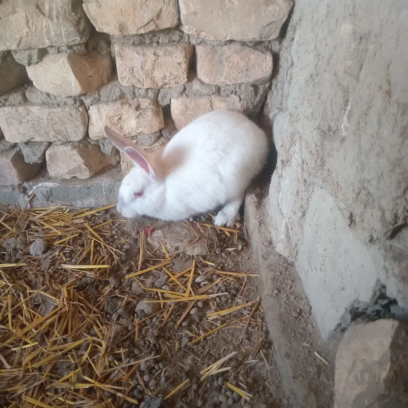 Quyon gubrit 4 ta 3 ta erkak 1 ta moda — фото 3