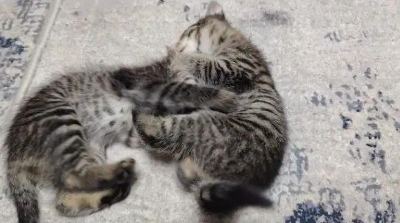 Котята братик и сестричка 3 Котята братик и сестричка 3
