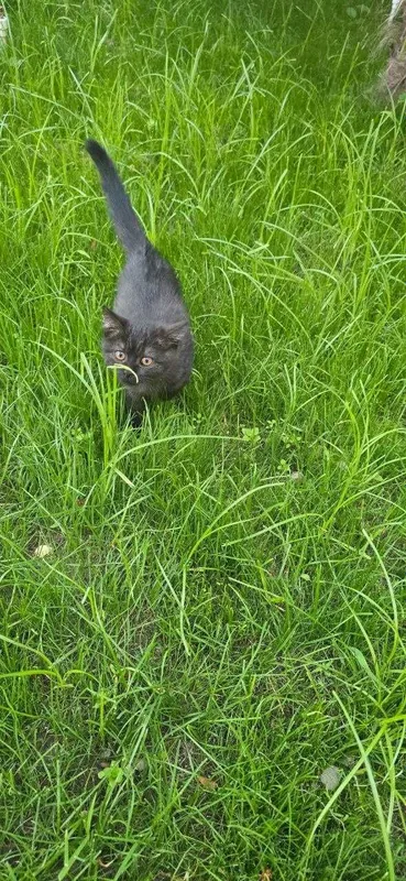 Кошка Scottish Straight
