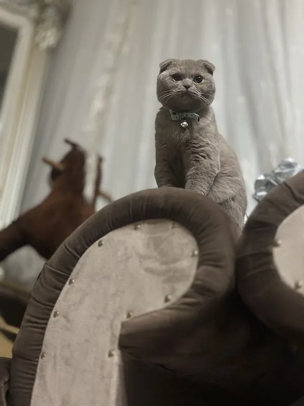 Британский скотч фолт чистокровный на продаже — фото 3