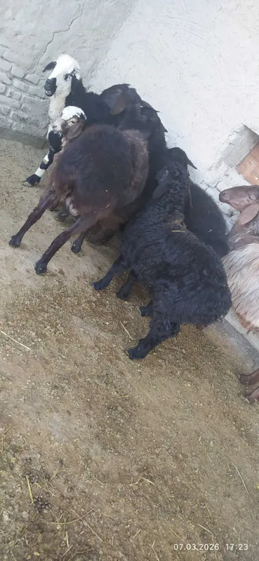 3 oylik shirboz erkak barra jivoy ves 35 kg — фото 2