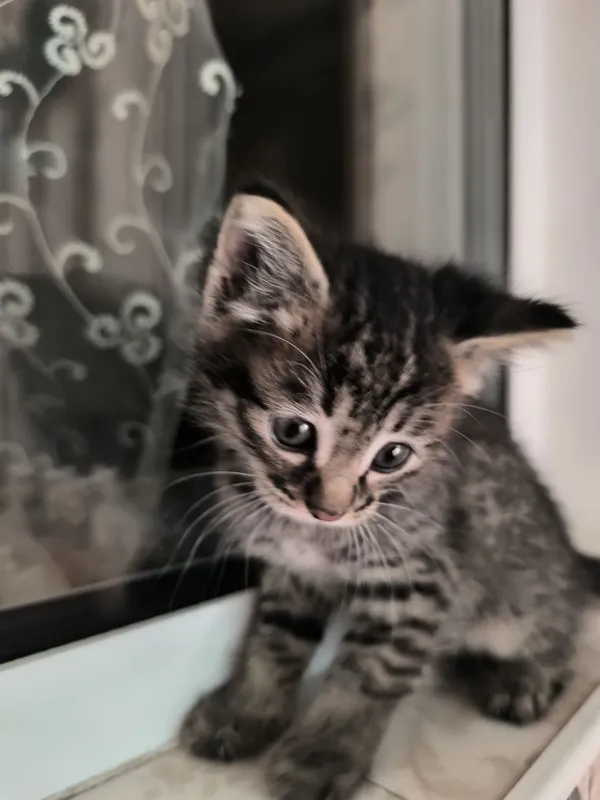 Котята 3 месяца, две белые два серых — фото 1