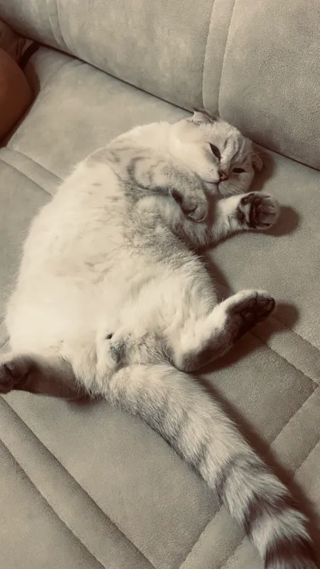 “🐱 Scottish Fold мушук сотилади, жуда мулойим!” 7 “🐱 Scottish Fold мушук сотилади, жуда мулойим!” 7