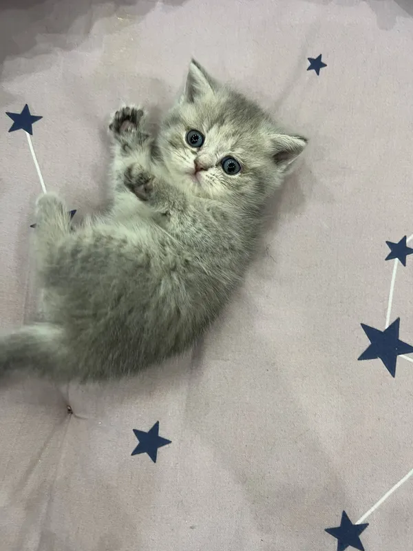котята Shotland Skottish Strayt 3
