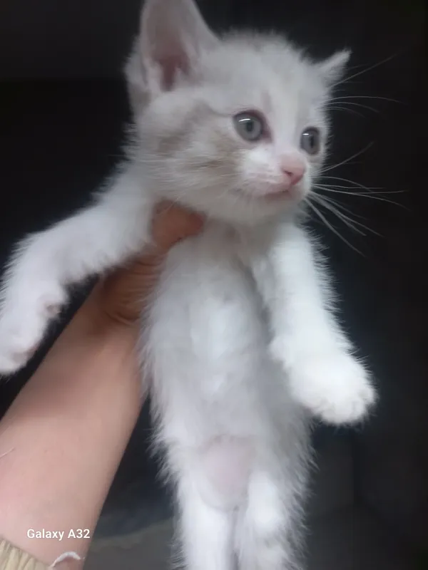 Кошечка 2 Кошечка 2