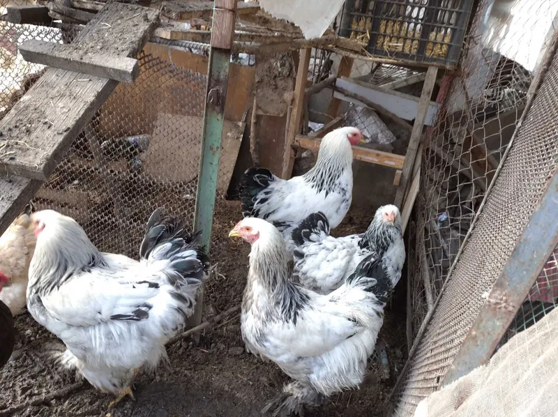 Продаётся петух породы Брама