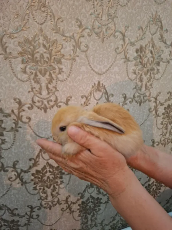 породный Минилоп карликовый родители пр с Англии — фото 2