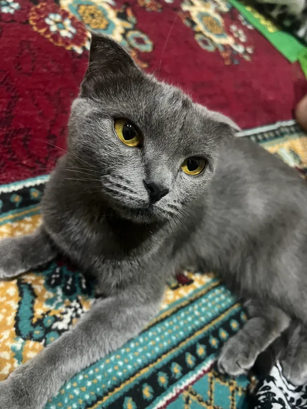 Красивая кошка по имени Белла 3 Красивая кошка по имени Белла 3
