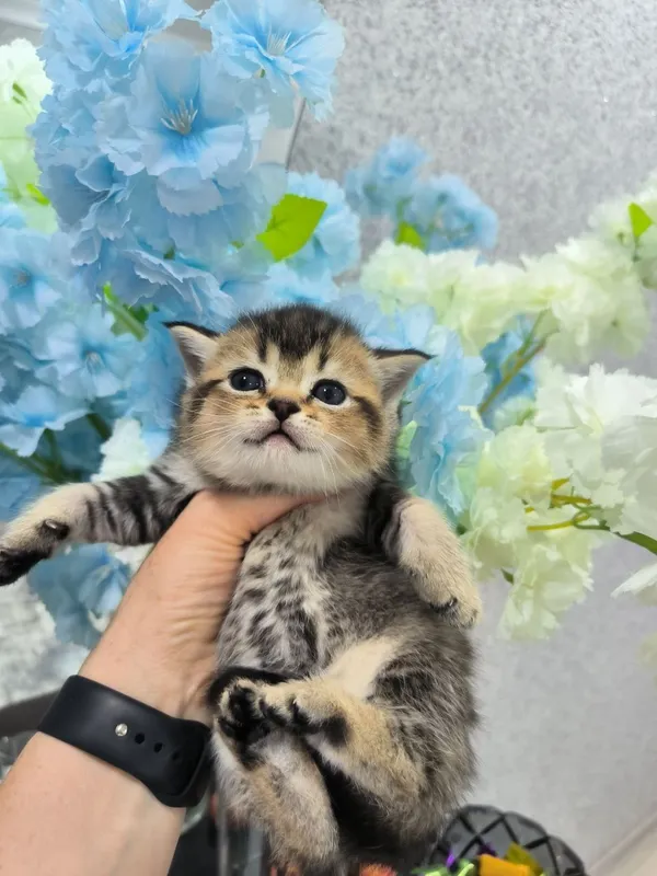 Шикарные котята от правильной вязки — фото 1