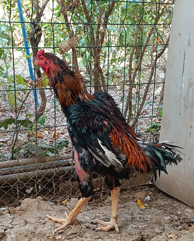 Dakan xoroz 19 oylik 3