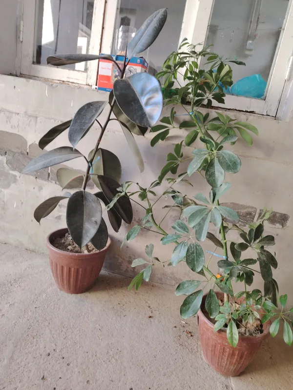 Tuvakka gullar — фото 1