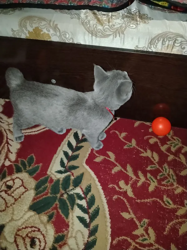 Zotdor mushuk sotiladi 3 Zotdor mushuk sotiladi 3