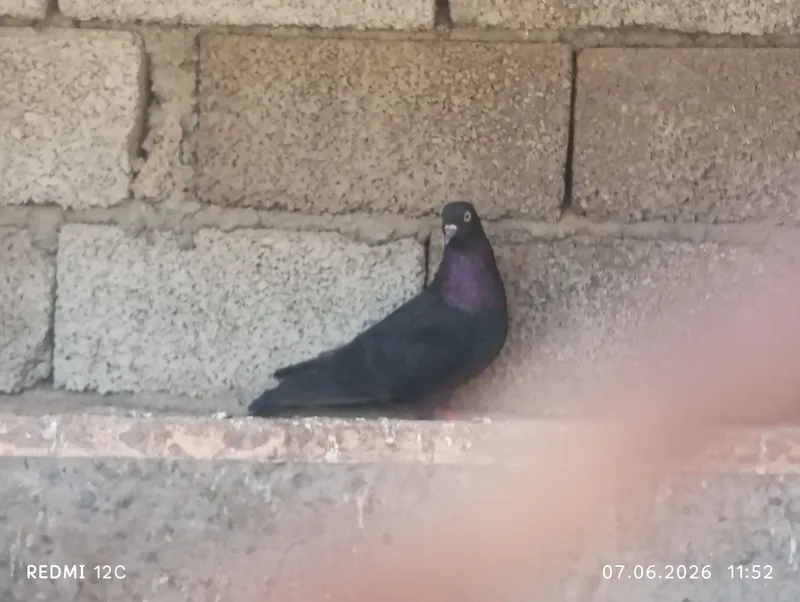 qora kaptarimni sotaman