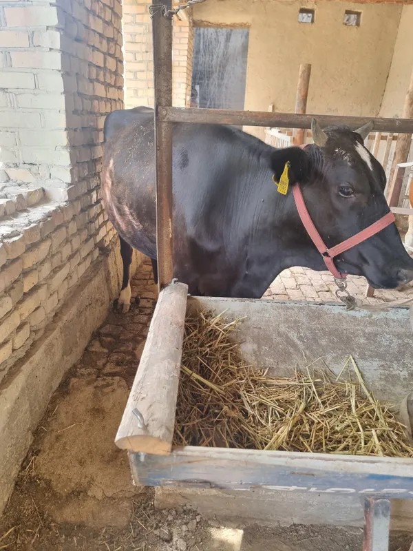 Sigir ona bola 1 qorin chorni pyostra