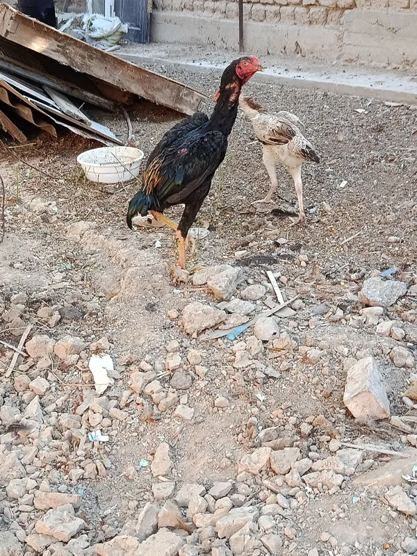 Dakan, boboqi jo'ja 4 Dakan, boboqi jo'ja 4