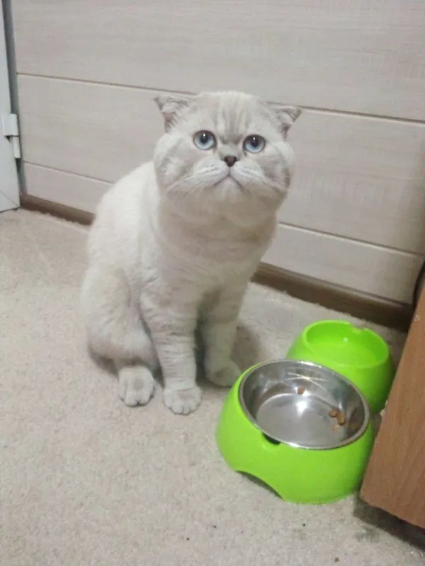Кот для вязки.Juftlashish uchun erkak mushuk 2 Кот для вязки.Juftlashish uchun erkak mushuk 2