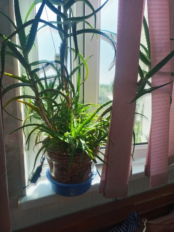 Продам кусты алоэ. 2 Продам кусты алоэ. 2