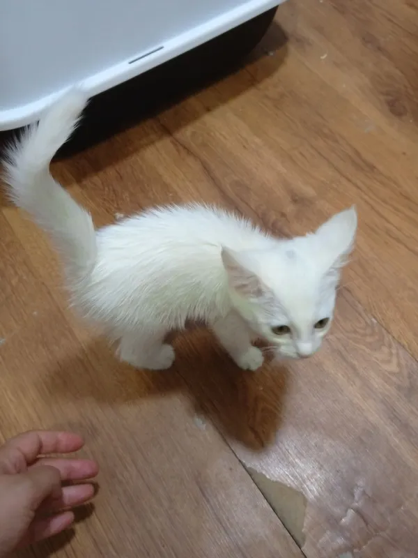 Mushuk turetiskiy angora 5